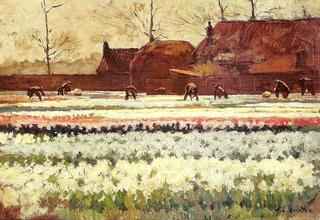 Tulip Fields