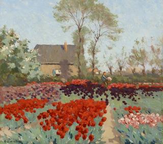 Tulip Fields