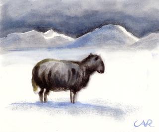 A Stray Sheep among Snowy Dunes