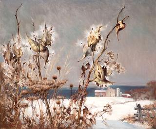 Milkweed in Winter