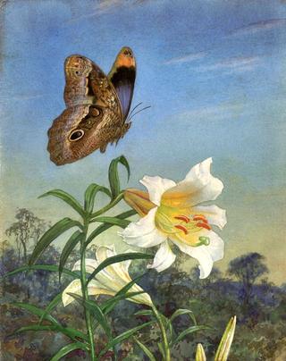 White Lilies and Caligo Butterfly