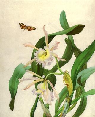 Orchid and Butterfly