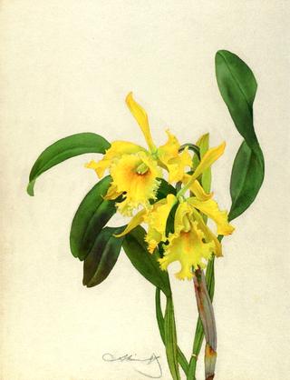 Yellow Orchid