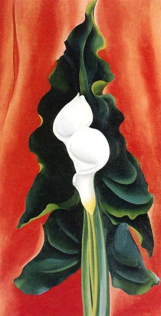 White Calla Lilies on Red