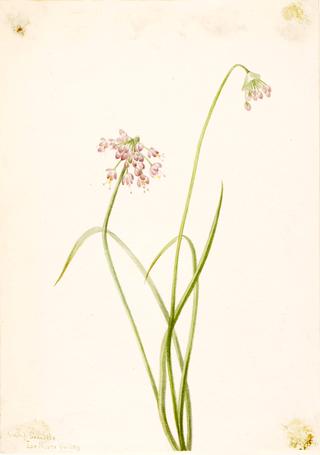 Nodding Onion (Allium cernuum)