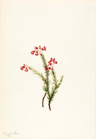 Pink Heather (Phyllodoce empetriformis)