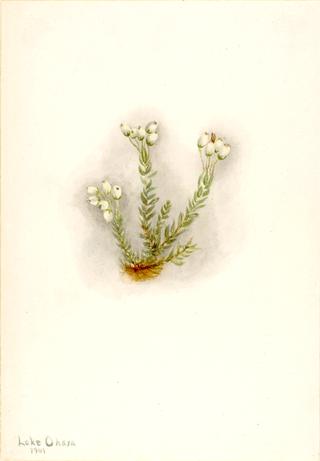 White Heather (Phyllodoce grandiflora)