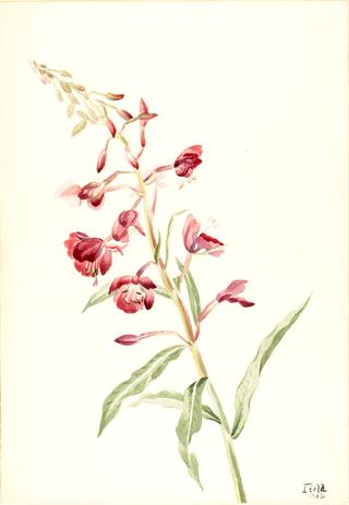 Fireweed (Epilobium angustifolium)