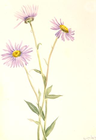 Showy Fleabane (Erigeron salsuginosus)