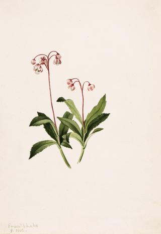 Western Pipsissewa (Chimaphila umbellata)