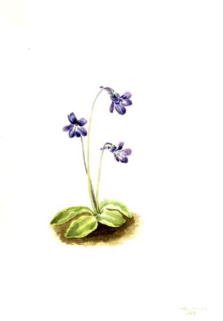 Northern Butterwort (Pinguicula vulgaris)