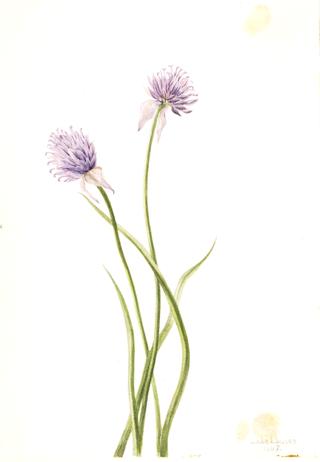 Siberian Onion (Allium sibericum)