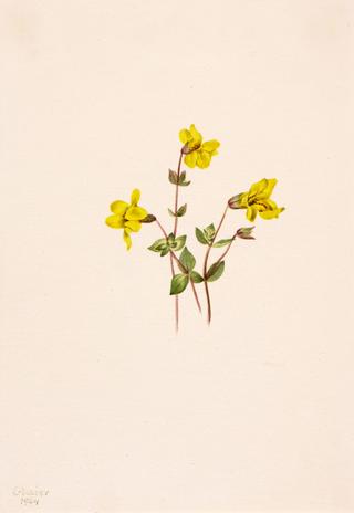 Alpine Monkey Flower (Mimulus caespitosus)