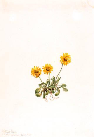 Golden Fleabane (Erigeron aureus)