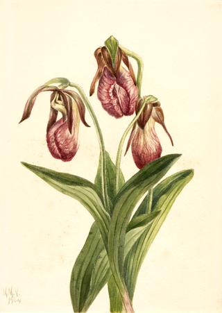 Moccasin Flower (Cypripedium acaule)