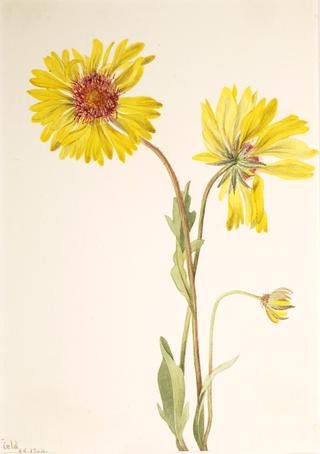 Perennial Gaillardia (Gaillardia aristata)