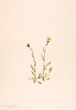 Pink Fleabane (Erigeron jucundus)