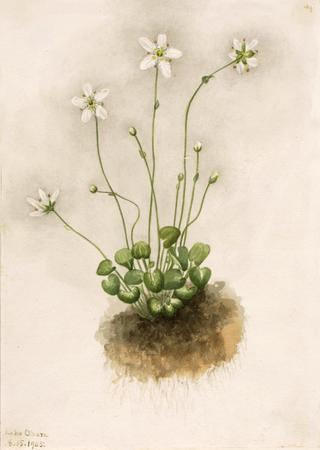 Fringed Parnassia (Parnassia fimbriata)