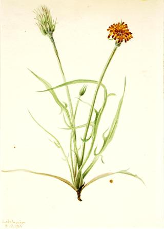 Grassleaf Agoseris (Agoseris graminifolia)