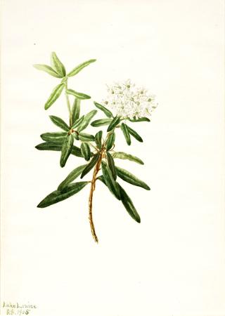 Labrador Tea (Ledum groenlandicum)