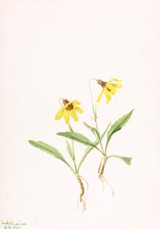 Lake Louise Arnica (Arnica louisiana)