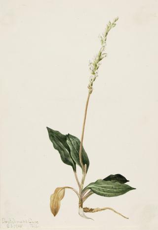 Western Rattlesnake Plantain (Peranium decipiens)