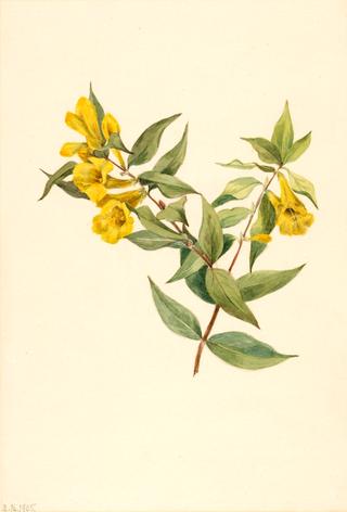 Yellow Jessamine (Gelsemium sempervirens)