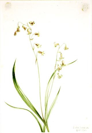 Bronzebells (Stenanthium occidentale)