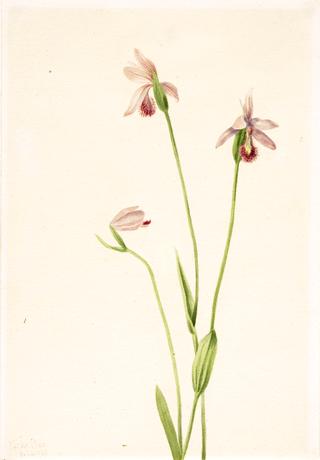 Rose Pogonia (Pogonia ophioglossoides)