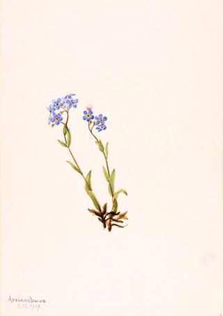 Forget-Me-Not (Myosotis alpestris)