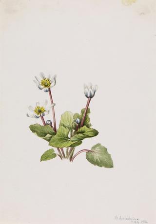 Elkslip (Caltha leptosepala)