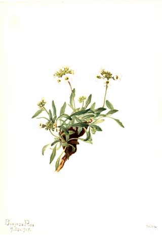 Arabis drummondii