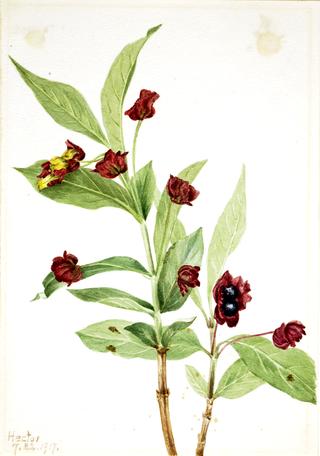 Bearberry Honeysuckle (Lonicera involucrata)