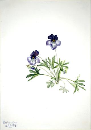 Birdsfoot Violet (Viola pedata)