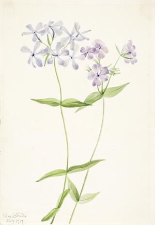 Blue Phlox (Phlox divaricata)