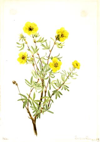 Bush Cinquefoil (Potentilla fruticosa)