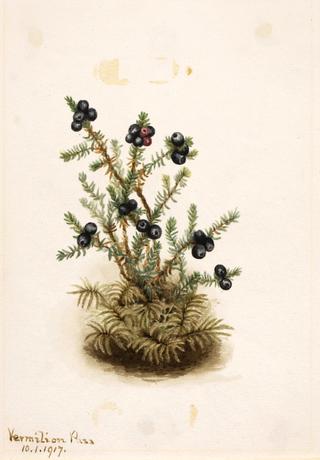 Crowberry (Empetrum nigrum)