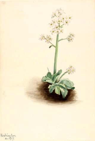 Early Saxifrage (Saxifraga virginiensis)