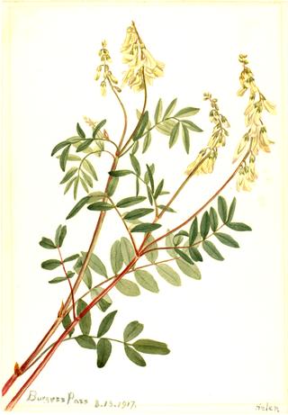 Hedysarum (Hedysarum sulphurescens)