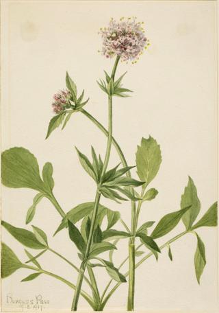 Heliotrope Valerian (Valeriana sitchensis)