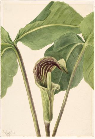 Jack-in-the-pulpit (Arisaema triphyllum)