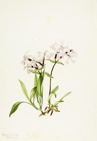 Peatpink (Silene caroliniana)