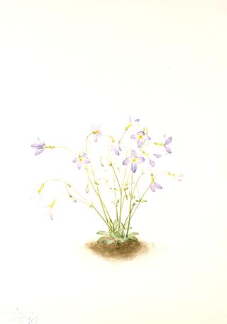 Quakerladies (Houstonia caerulea)