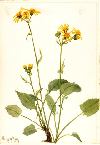 Ragwort (Senecio burkei)