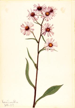 Showy Aster (Aster conspicuus)