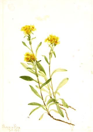 Sidesaddle Goldenrod