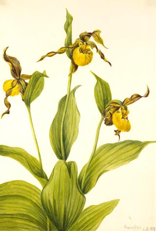 Small Yellow Ladyslipper (Cypripedium parviflorum)