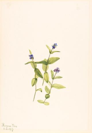 Veronica wormskjoldii