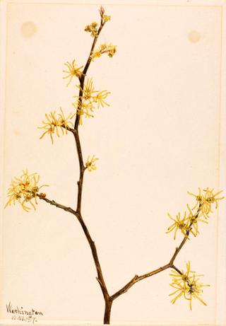 Witch-Hazel (Hamamelis virginiana)