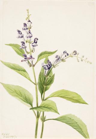 Wood Skullcap (Scutellaria serrata)